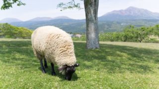 いきものがかり名曲